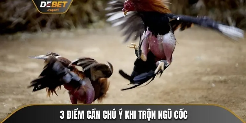 Ngũ Cốc Cho Gà Đá Cùng Thành Phần, Công Thức Trộn Cụ Thể Nhất 4 3 điều mà người chơi cần lưu ý khi trộn ngũ cốc