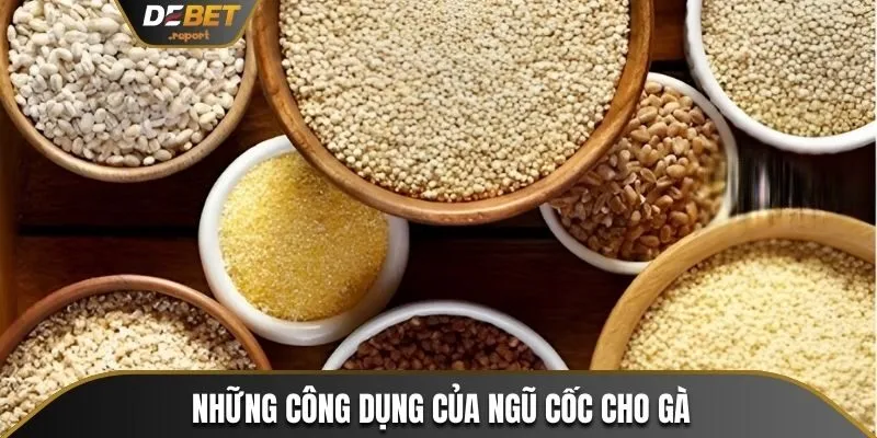 Ngũ Cốc Cho Gà Đá Cùng Thành Phần, Công Thức Trộn Cụ Thể Nhất 2 8 công dụng chính mà ngũ cốc cho gà mang lại
