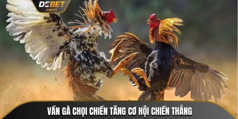 Nắm Bắt Cách Vần Gà Chọi Chiến Cùng Các Sư Kê Debet 2 Cách vần gà chọi chiến giúp tăng cơ hội chiến thắng cho sư kê
