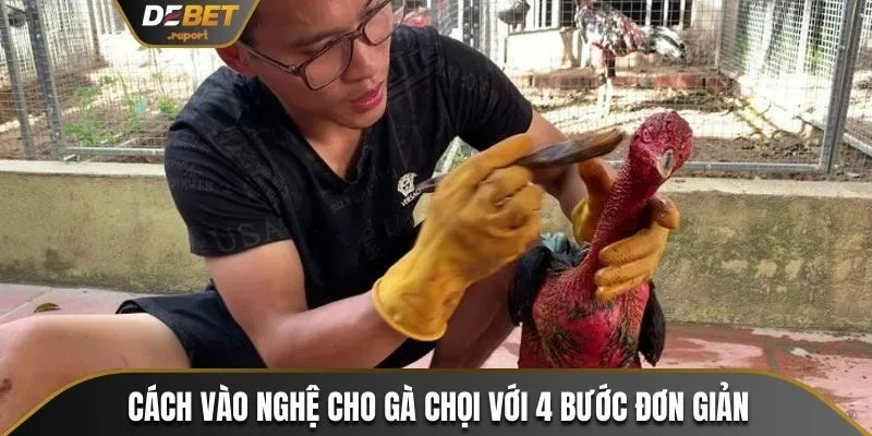 Cách Vào Nghệ Cho Gà Chọi Giúp Tăng Khả Năng Chiến Đấu 3 Cách vào nghệ cho gà chọi với 4 bước đơn giản