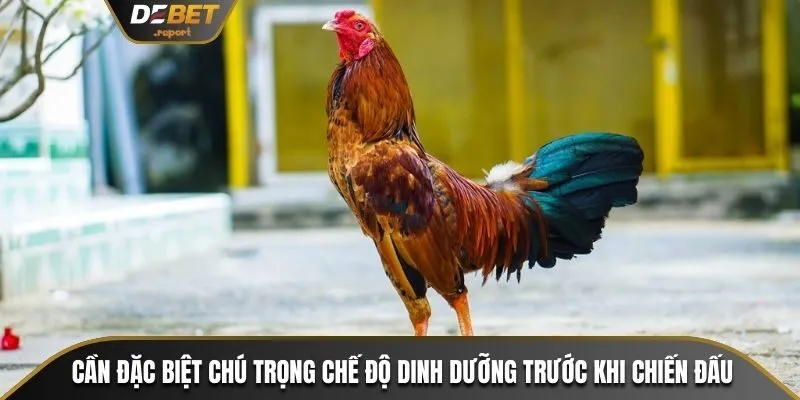 Nuôi Gà Tre Đá Hiệu Quả - Kỹ Thuật Chăm Sóc Từ A Đến Z 4 Cần đặc biệt chú trọng chế độ dinh dưỡng trước khi chiến đấu