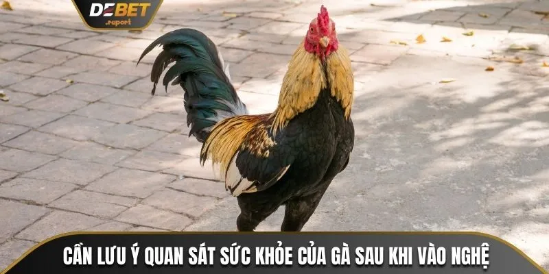 Cách Vào Nghệ Cho Gà Chọi Giúp Tăng Khả Năng Chiến Đấu 4 Cần lưu ý quan sát sức khỏe của gà sau khi vào nghệ