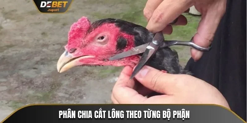Hướng Dẫn Cắt Tỉa Lông Gà Chọi Đẹp Từ Sư Kê Chuyên Nghiệp 3 Cắt lông gà theo từng phần để giúp chiến kê thêm đẹp và an toàn hơn