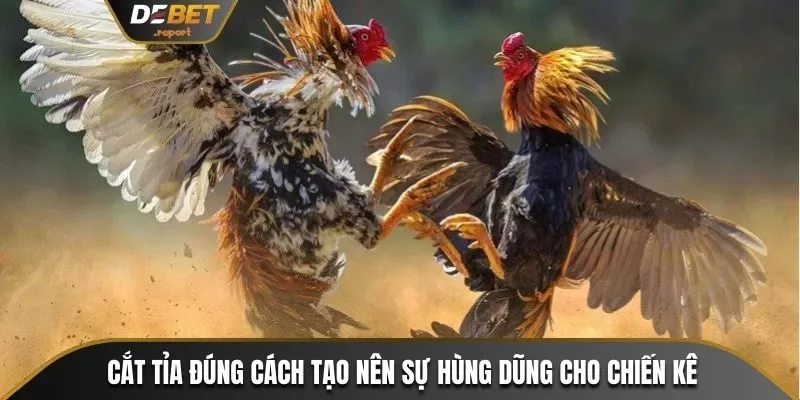 Hướng Dẫn Cắt Tỉa Lông Gà Chọi Đẹp Từ Sư Kê Chuyên Nghiệp 2 Cắt tỉa lông gà chọi đẹp tạo nên ngoại hình hùng dũng cho chiến kê