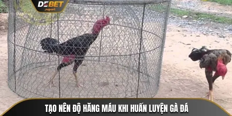 Nắm Bắt Cách Vần Gà Chọi Chiến Cùng Các Sư Kê Debet 4 Chạy lồng là cách vần gà chọi chiến thêm hăng máu