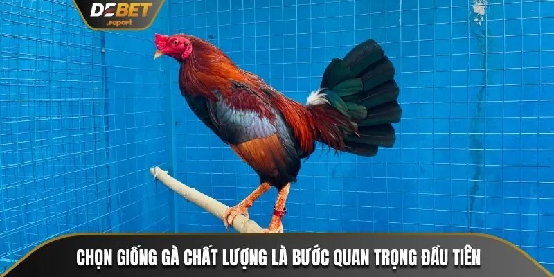 Nuôi Gà Tre Đá Hiệu Quả - Kỹ Thuật Chăm Sóc Từ A Đến Z 2 Chọn giống gà chất lượng là bước quan trọng đầu tiên