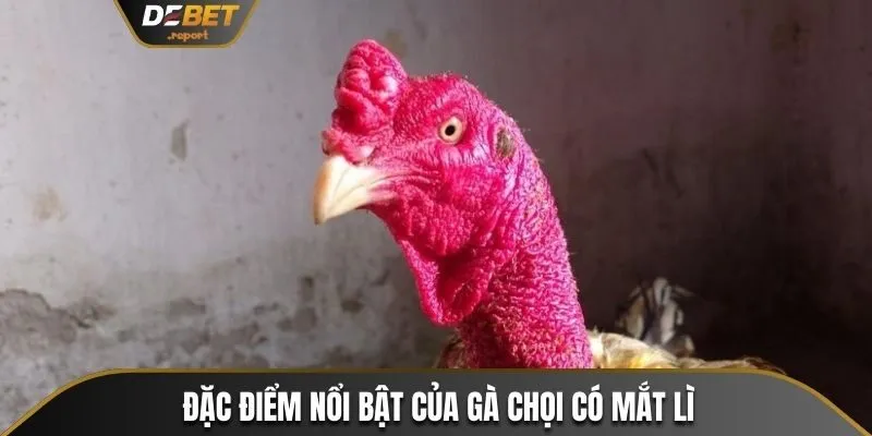 Mắt Gà Chọi Lì - Điểm Nhận Diện Chiến Kê Dũng Mãnh Bất Bại 3 Đặc điểm nổi bật của chiến kê sở hữu mắt lì