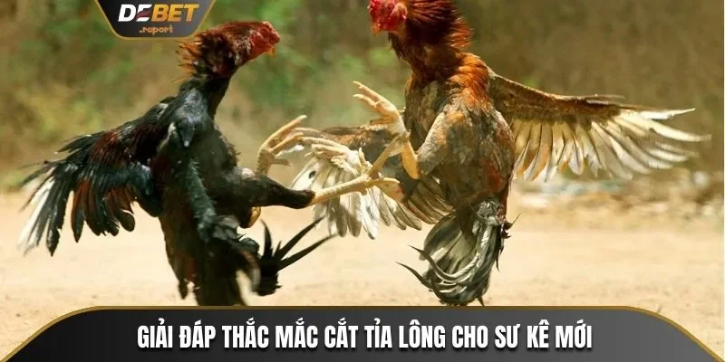Hướng Dẫn Cắt Tỉa Lông Gà Chọi Đẹp Từ Sư Kê Chuyên Nghiệp 4 Giải đáp thắc mắc về cắt tỉa lông gà cho sư kê mới tập tành chăm gà chọi
