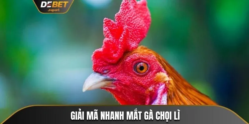 Mắt Gà Chọi Lì - Điểm Nhận Diện Chiến Kê Dũng Mãnh Bất Bại 2 Giải mã mắt gà chọi lì là như thế nào?
