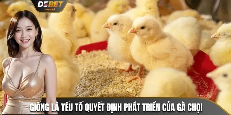 Cách Nuôi Gà Chọi Con Nhanh Lớn - Top 4 Tiêu Chí Quan Trọng 2 Giống là yếu tố quyết định phát triển của gà chọi