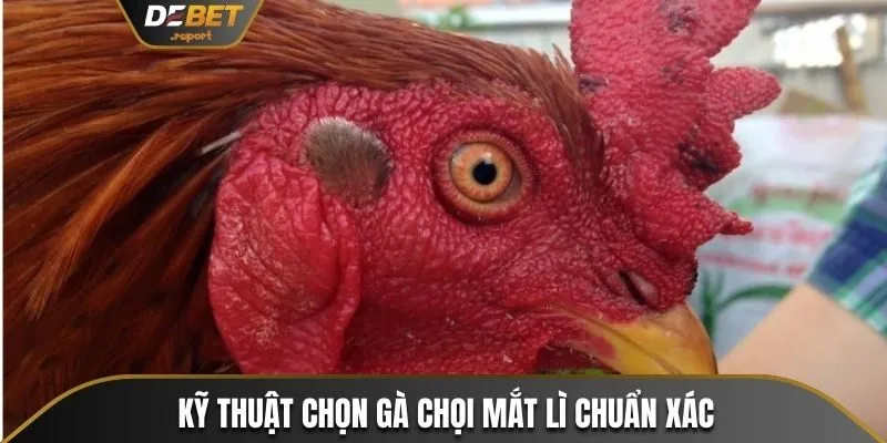 Mắt Gà Chọi Lì - Điểm Nhận Diện Chiến Kê Dũng Mãnh Bất Bại 4 Kỹ thuật chọn gà chọi mắt lì chuẩn xác từ chuyên gia