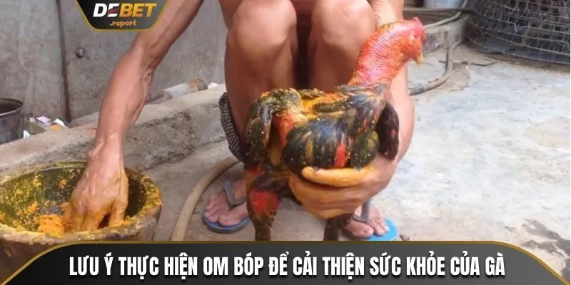 Cách Nuôi Gà Đá Cựa Sắt Đơn Giản Hiệu Quả Từ A Đến Z 4 Lưu ý thực hiện om bóp để cải thiện sức khỏe của gà