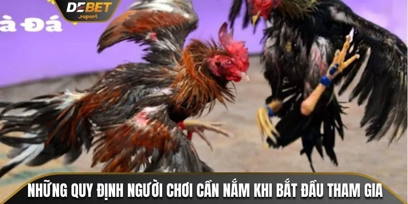 Đá Gà Nòi - Cách Để Chọn Chiến Kê Đỉnh Cao Tại Debet 3 Những quy định người chơi cần nắm khi bắt đầu tham gia