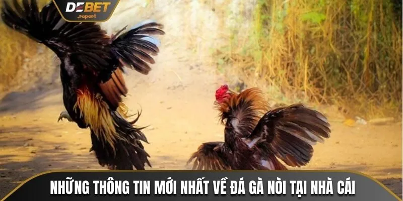 Đá Gà Nòi - Cách Để Chọn Chiến Kê Đỉnh Cao Tại Debet 2 Những thông tin mới nhất về đá gà nòi tại nhà cái