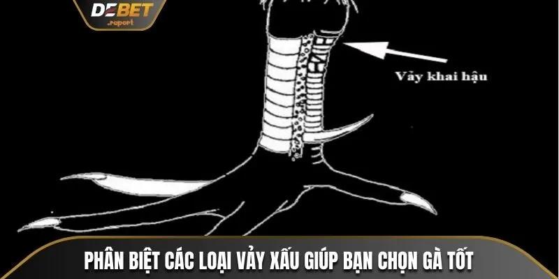 4 Bước Cách Xem Vảy Gà Đá Và Cách Phân Biệt Loại Vảy Xấu 4 Phân biệt các loại vảy xấu giúp bạn chọn gà tốt