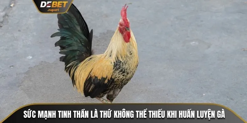 Nuôi Gà Tre Đá Hiệu Quả - Kỹ Thuật Chăm Sóc Từ A Đến Z 3 Sức mạnh tinh thần là thứ không thể thiếu khi huấn luyện gà