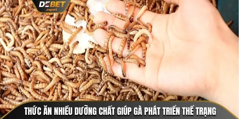 Cách Nuôi Gà Đá Cựa Sắt Đơn Giản Hiệu Quả Từ A Đến Z 2 Thức ăn nhiều dưỡng chất giúp gà phát triển thể trạng