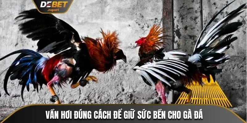 Nắm Bắt Cách Vần Gà Chọi Chiến Cùng Các Sư Kê Debet 3 Vần hơi đúng cách để giữ thể lực cho gà đá