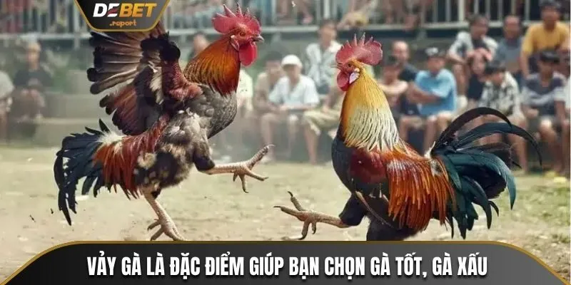 4 Bước Cách Xem Vảy Gà Đá Và Cách Phân Biệt Loại Vảy Xấu 2 Vảy gà là đặc điểm giúp bạn chọn gà tốt, gà xấu